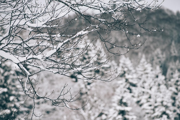 Rami innevati nella foresta invernale