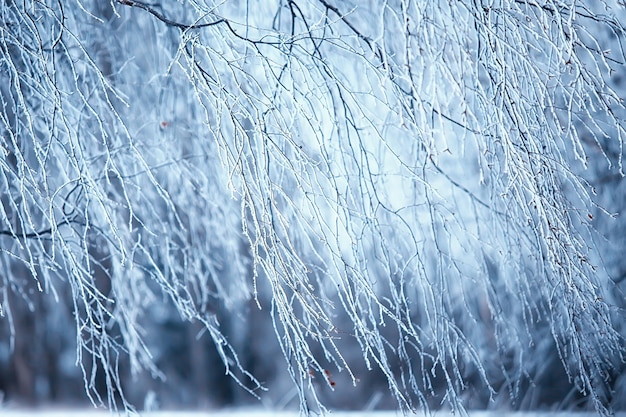 rami invernali cupo giorno neve texture di sfondo dicembre natura nevicata nella foresta