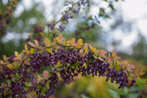 Rami luminosi colorati di crespino con bacche viola in autunno