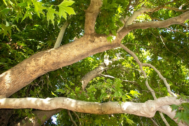 Rami lunghi e forti dell'albero di gelso