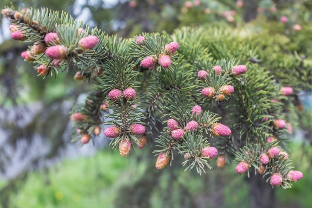 Rami pendenti di Picea omorika