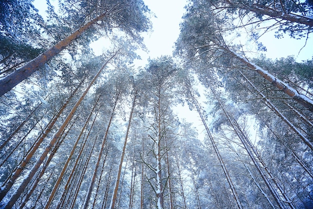 rami ricoperti di brina sfondo astratto inverno dicembre vista