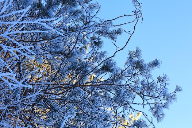 rami ricoperti di brina sfondo astratto inverno dicembre vista