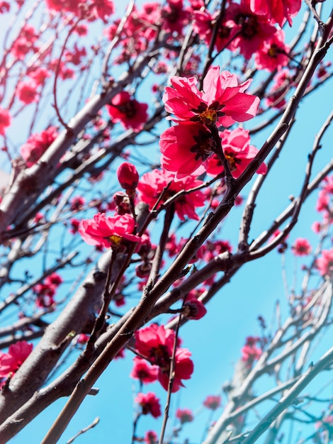 Rami sboccianti rosa di sakura contro il cielo blu