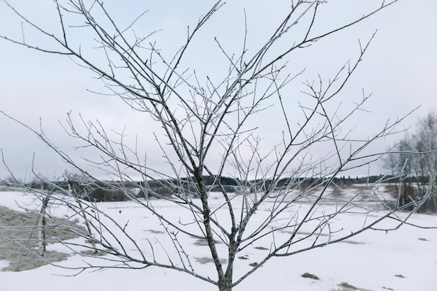 Rami secchi di erba e fiori su un campo nevoso invernale Sfondo freddo stagionale della natura