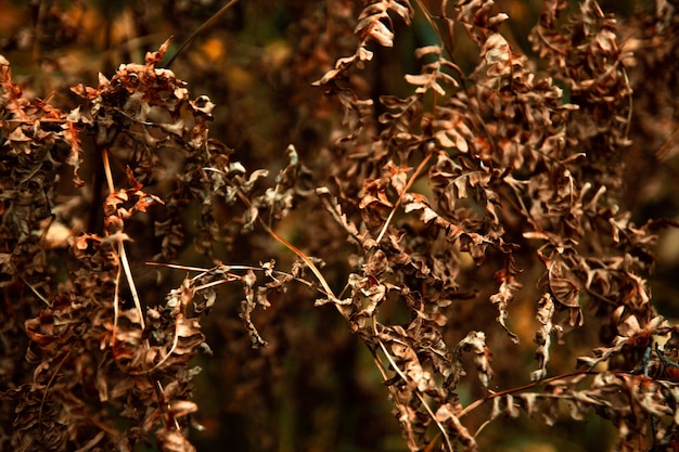 Rami secchi di una felce. Astratto sfondo autunnale naturale