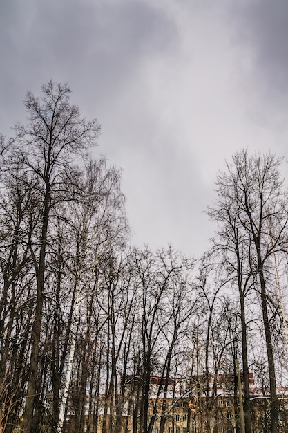 Rami senza foglie degli alberi invernali del parco