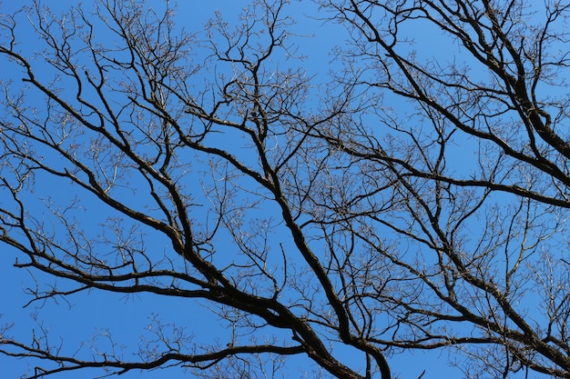 Rami senza foglie e cielo blu