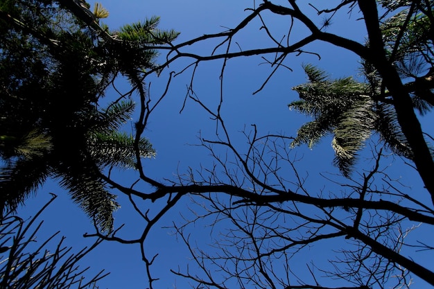 Rami sfrondati scuri e cielo blu