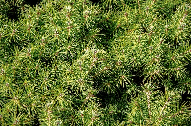 Rami spinosi di un verde brillante di un primo piano di un furtree o di un pino