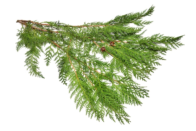 Rami thuja isolati su sfondo bianco Conifere Inverno Cartolina di Natale Vista piatta dall'alto