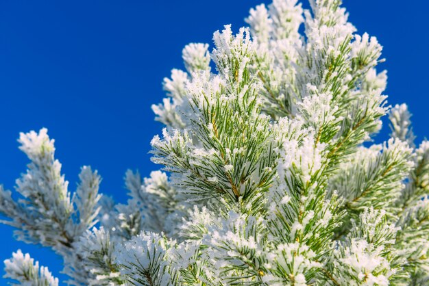 Rami verdi del pino coperti di gelo contro il cielo blu. La neve si trova sui rami di abete, primo piano, spazio per il testo. Albero di Natale gelido all'aperto.