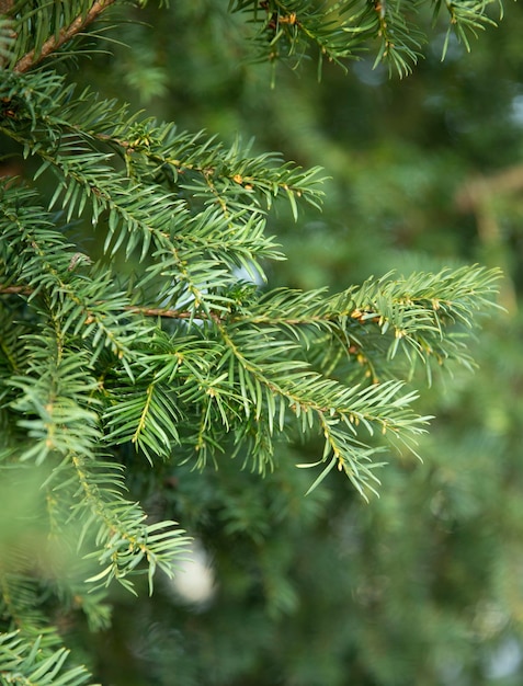 rami verdi dell'albero di natale albero di pino natura macro