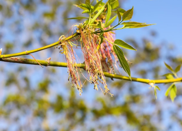 Rami verdi dell'albero primaverile sullo sfondo del cielo blu. Pianta di Acer negundo con pendenti in primavera.