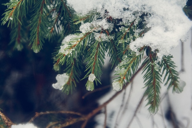 rami verdi di abete rosso o pino ricoperti di neve