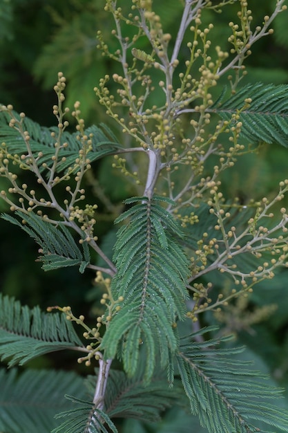 Rami verdi di mimosa Primo piano sullo sfondo delle foglie delle piante Acacia d'argento con boccioli di fiori sui rami Rami e foglie di mimosa