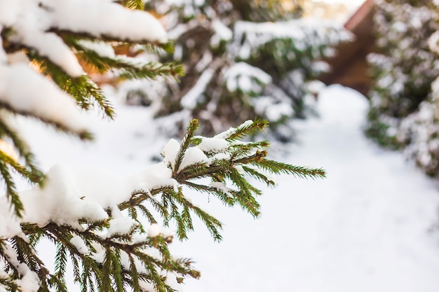 Rami verdi di un albero di Natale coperto di neve bianca alla luce del sole