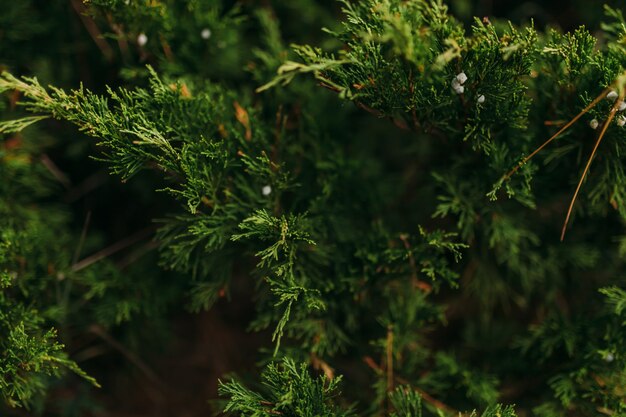 Rami verdi di un albero