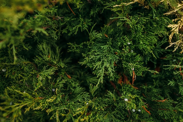 Rami verdi di un albero