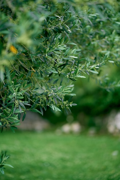 Rami verdi di un primo piano di olivo