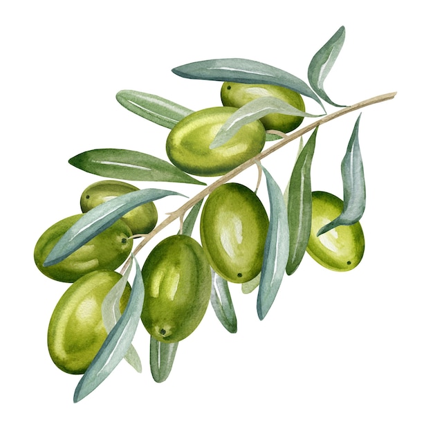 Ramo acquerello di olive verdi con foglie e frutti illustrazione disegnata a mano di oliva isolata o