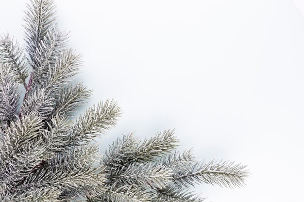 Ramo attillato dell'albero di abete con gli aghi su fondo bianco. Ramo di pino. Abete di Natale.