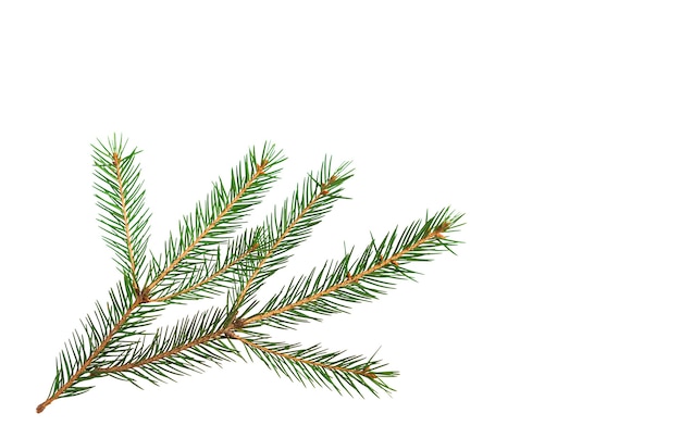 Ramo attillato verde con il primo piano degli aghi corti su un fondo bianco, isolare. Albero di Natale, decorazione. Anno nuovo, Natale. Conifera sempreverde, abete rosso comune