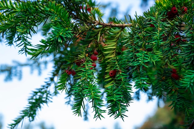 Ramo Bacca di tasso. Taxus baccata Fastigiata Robusta. Arbusto sempreverde. Conifera