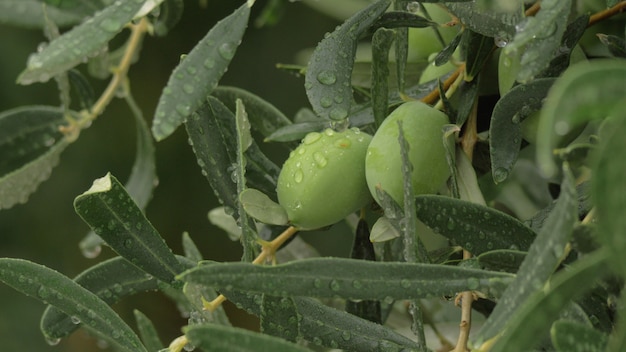 Ramo bagnato di olivo con gocce di pioggia sulle foglie