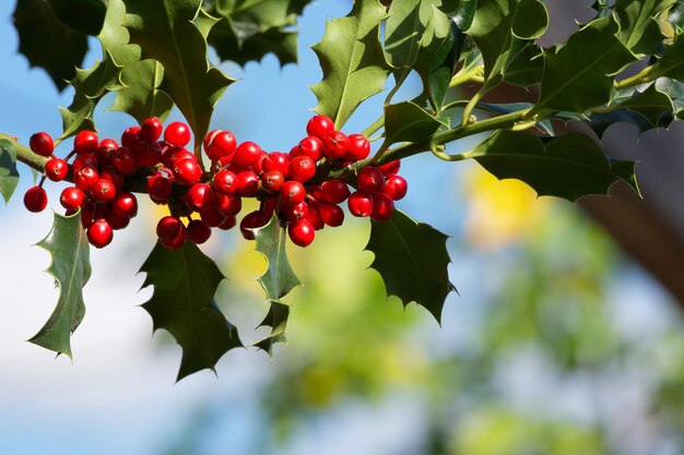 ramo con bacche di agrifoglio rosse sullo sfondo di un cielo blu