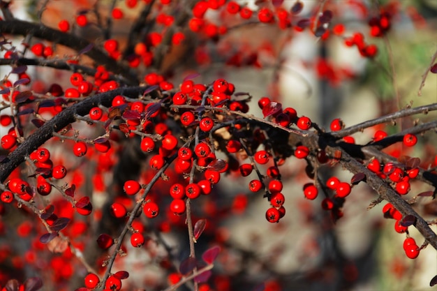 Ramo con bacche di biancospino comuni a seme singolo o a seme singolo Crataegus monogyna