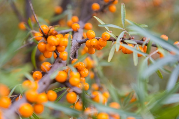 Ramo con bacche di olivello spinoso e foglie verdi