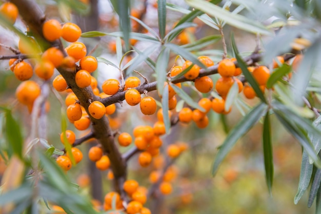 Ramo con bacche di olivello spinoso e foglie verdi