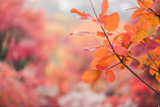 Ramo con bel fogliame autunnale