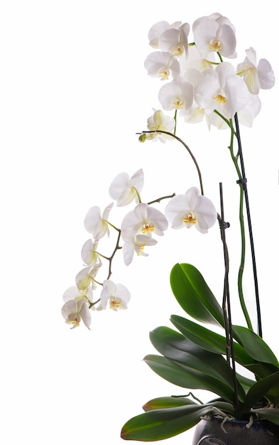 Ramo con bellissimi fiori di orchidea tropicale su sfondo bianco