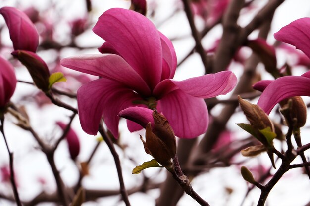 Ramo con boccioli di magnolia in fiore. Diverse teste di fiori sul ramo. Chiudere la fotografia. Sfondo floreale chiave basso.