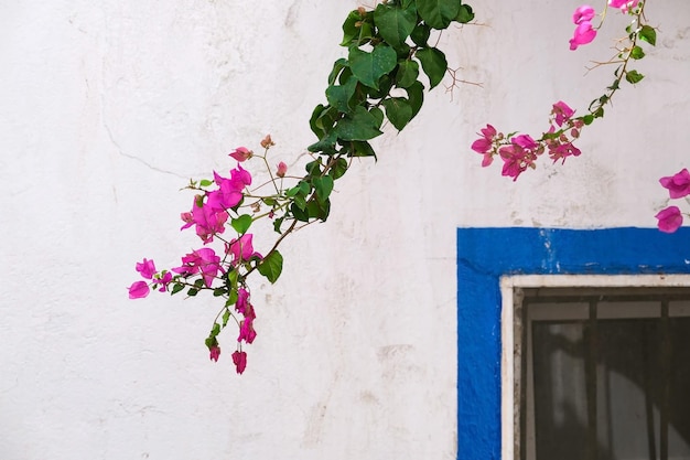 Ramo con fiore rosa brillante contro il muro bianco e finestra con cornice blu