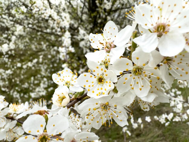 Ramo con fiori bianchi e delicati di mela