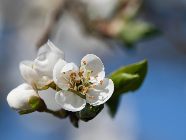 Ramo con fiori di ciliegio sull'albero da frutto in giardino Fiore in primavera Con bokeh