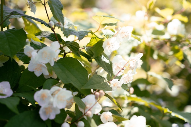 Ramo con fiori di gelsomino