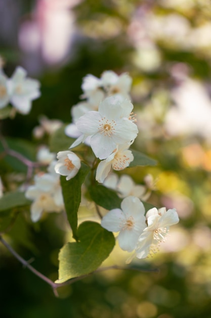 Ramo con fiori di gelsomino