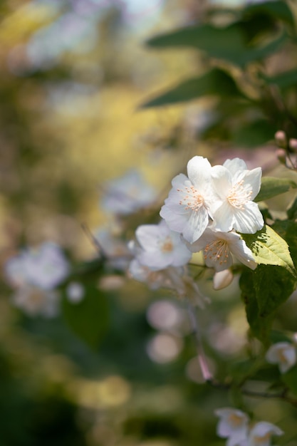 Ramo con fiori di gelsomino