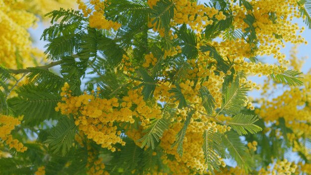 Ramo con fiori di mimosa gialli o acacia dealbata acacia d'albata albero con fiore d'oro da vicino