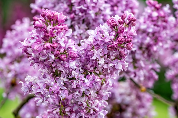 Ramo con fiori di primavera lilla fioriture luminose di primo piano di messa a fuoco morbida del cespuglio di lillà primaverili