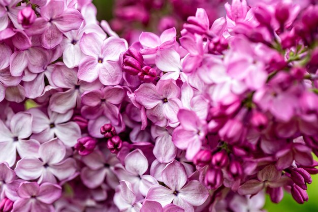 Ramo con fiori di primavera lilla fioriture luminose di primo piano di messa a fuoco morbida del cespuglio di lillà primaverili