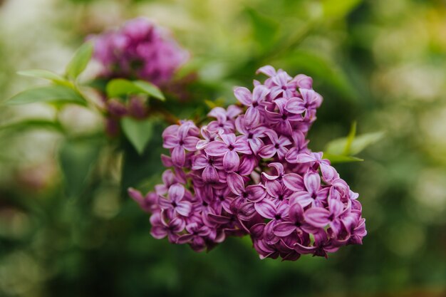 Ramo con fiori di primavera lilla