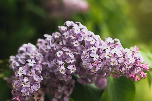 Ramo con fiori di primavera lilla