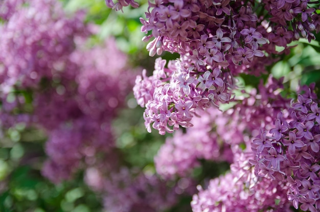 Ramo con fiori di primavera lilla