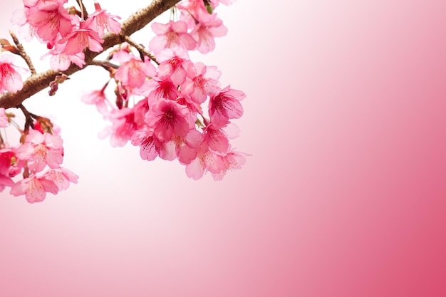 Ramo con fiori di sakura rosa