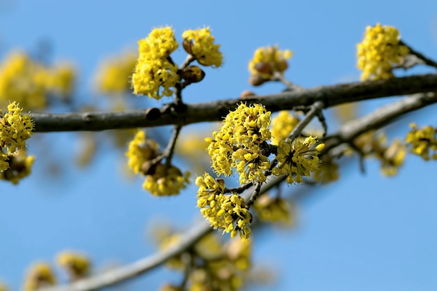 ramo con fiori gialli sul cielo blu